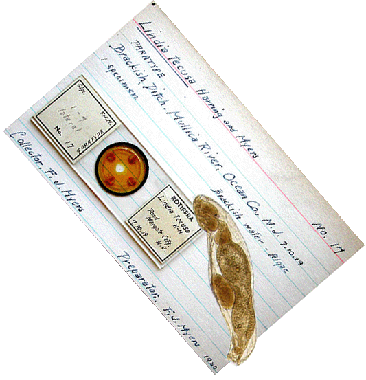 Collection specimen: Lindia tecusa