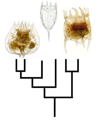 Genera Brachionidae: Brachionus, Keratella, Plationus